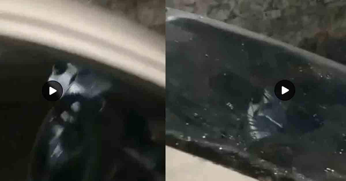 Jalandhar News: जालंधर में बेखौफ बदमाशों का आतंक, अस्पताल के बाहर कार में की तोड़फोड़