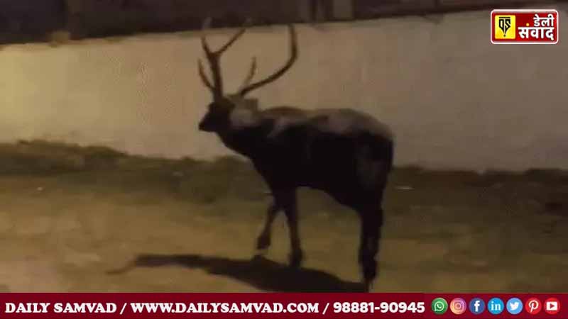 Jalandhar News: जालंधरवासी सावधान, शहर में घूम रहा ये जानवर