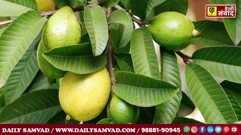 Guava Leaf Tea Benefits: अमरूद के पत्तों की चाय है सेहत के लिए बेहद गुणकारी, ऐसे बनाएं ये चाय