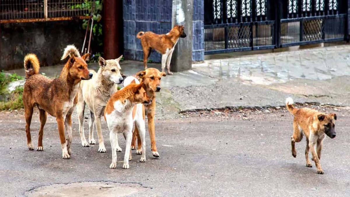 Stray Dogs