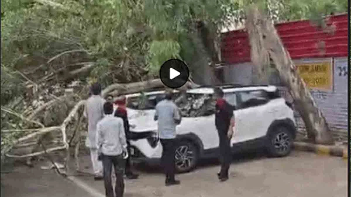 Jalandhar Court Road Tree Fall Accident