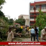 tree fell in punjab