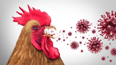 झारखंड में Bird Flu Virus का कहर: रांची में 920 पक्षियों की मौत, अलर्ट जारी कर सख्त कदम उठाए गए