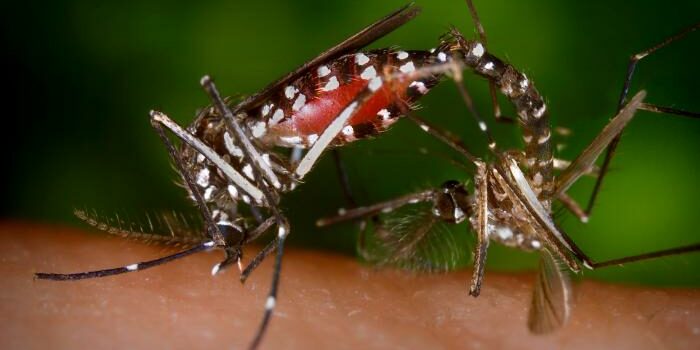 Punjab Monsoon News : मानसून में डेंगू(Dengue)से कैसे बचें? जानें पंजाब स्वास्थ्य विभाग की अहम सलाह!