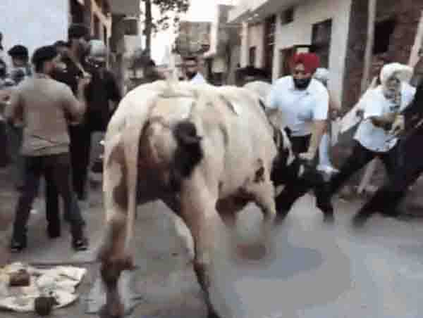 Jalandhar News: Bull attacked Congress President campaigning in Jalandhar