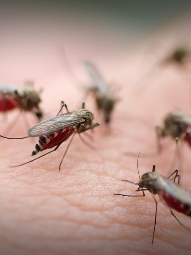 मच्छरों के शिकार: किन लोगों को काटते हैं ज्यादा मच्छर?
