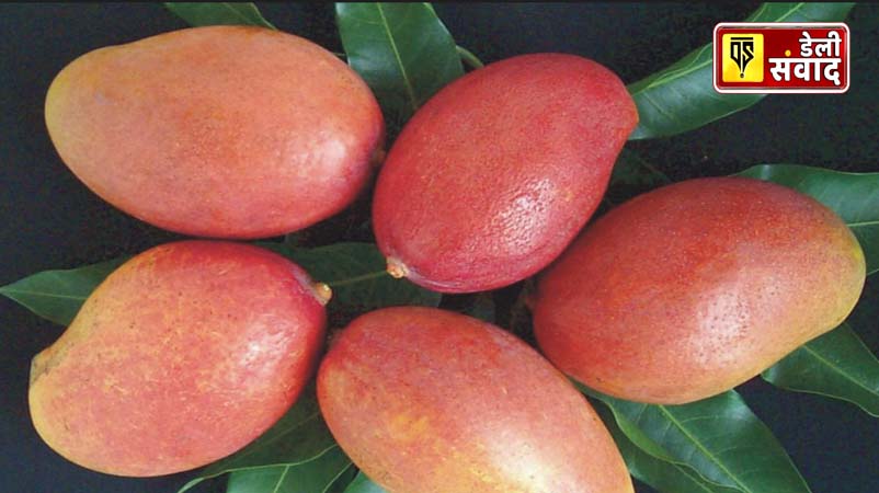 And the king of fruits, mango, will become more special