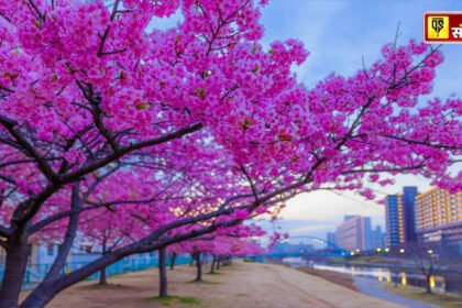 Cherry Blossoms in India