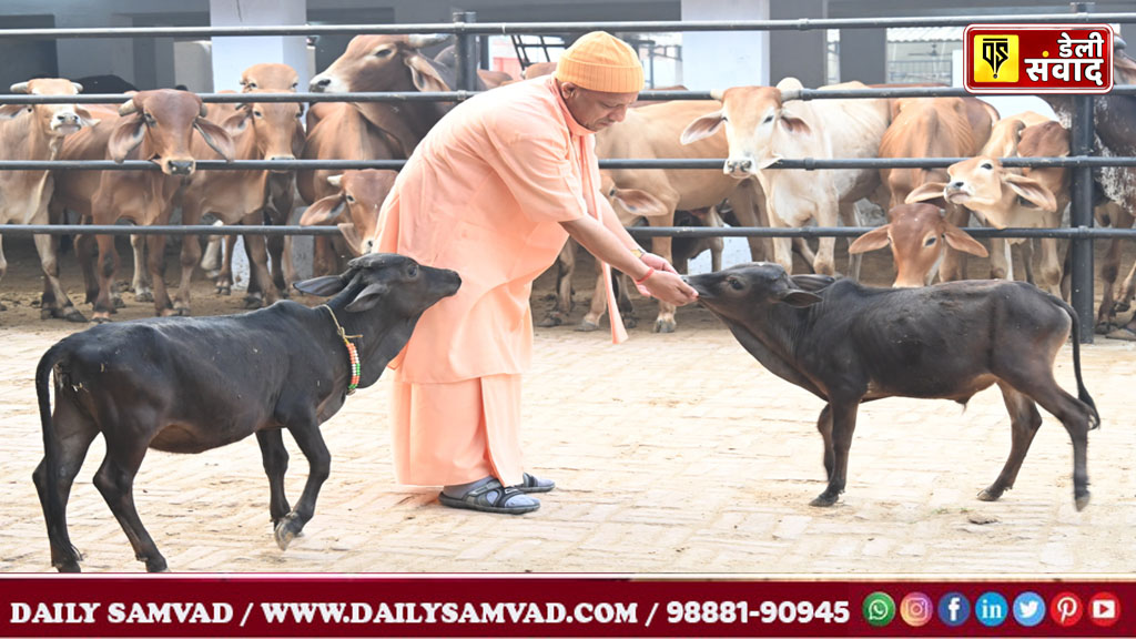 These cattle of Nadipathi miniature breed have come from the cowshed of Andhra Pradesh