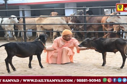 These cattle of Nadipathi miniature breed have come from the cowshed of Andhra Pradesh