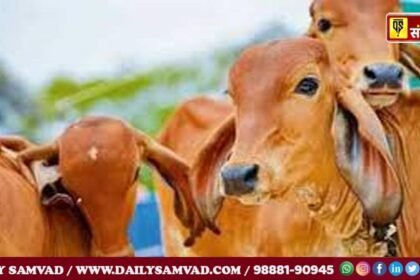 गौशाला में एक साथ कई गऊओं की मौत