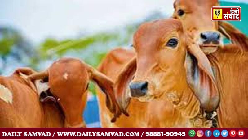 गौशाला में एक साथ कई गऊओं की मौत