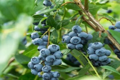 Benefits of Blueberries: रोजाना खाएं ब्लूबेरी, मिलेंगे ऐसे फायदे कि आप भी रह जाएंगे हैरान