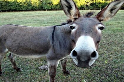 बढ़ते कोरोना से झुंझलाए अफसर ने भरी मीटिंग में CMO को कहा 'गधा', मुख्यमंत्री से शिकायत