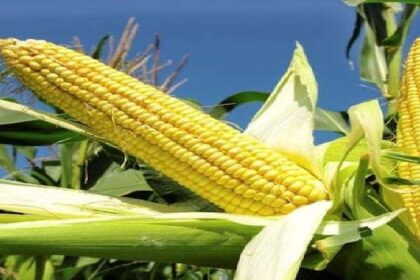 Bihar News: यह सरकार दे रही है किसानों को मक्का प्रोसेसिंग यूनिट लगाने पर 25% सब्सिडी