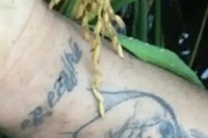 जालंधर में तेजधार हथियार से युवक का गला रेता, हत्या कर शव को खेत में फेंका, हाथ में टैटू के साथ लिखा है सुखजिंदर कौर नाम