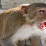 Monkey News: बंदर ने 75,000 रुपए से भरा बैग छीना, 4,000 रुपए फाड़ डाले, 71,000 रुपए के नोट उड़ा दिए
