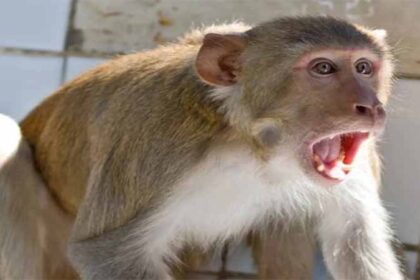 Monkey News: बंदर ने 75,000 रुपए से भरा बैग छीना, 4,000 रुपए फाड़ डाले, 71,000 रुपए के नोट उड़ा दिए