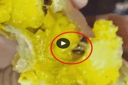 Jalandhar News: रामामंडी के न्यू बोलिना स्विट्स के समोसे में निकला काकरोच, जमकर हंगामा