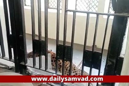 Panther in Court: कोर्ट में घुसा तेंदुआ, हमला कर कई लोगों को किया लहूलुहान, सामने मौत देख कर मची भगदड़