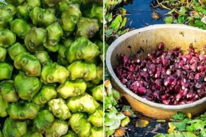 Water Chestnut Benefits: पौष्टिक गुणों से भरपूर सिंघाड़ा सेहत के लिए काफी फायदेमंद होता है, पढ़े