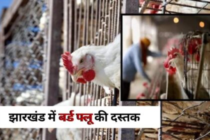 देश में Bird Flu Virus का कहर: झारखंड में सैकड़ों पक्षियों की मौत, कई प्रदेशों में अलर्ट जारी