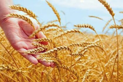 पंजाब सरकार द्वारा 13 अप्रैल को बैसाखी की छुट्टी का ऐलान, कैप्टन की अपील - घर से बाहर न निकले लोग