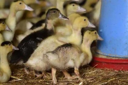 अब हरियाणा में एक लाख से अधिक पक्षियों की मौत, केरल में 40 हजार चिड़ियों को मारने की नौबत