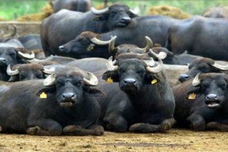 Punjab News: पंजाब में जहरीला पानी पीने से 18 भैंसों की मौत, कई की हालत गंभीर