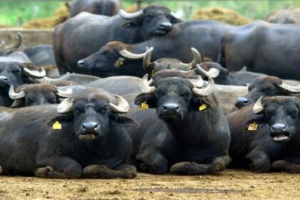 Punjab News: पंजाब में जहरीला पानी पीने से 18 भैंसों की मौत, कई की हालत गंभीर