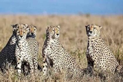 Cheetah Project: अफ्रीका से ग्वालियर एयरबेस पर पहुंचे चीते, अब रवाना होंगे कूनो