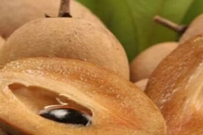 Chiku Benefits: ग्लोइंग स्किन चाहते है तो खाएं चीकू, जानें इसके अनगिनत फायदे