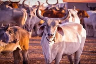 China Super Cow – चीन ने बनाई सुपर गाय, दूध देगी इतना की पूरा महीना चल जायेगा .. .