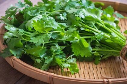 Coriander Benefits: दिल का ख्याल रखेगा धनिया, जानें कैसे करें इसे डाइट में शामिल