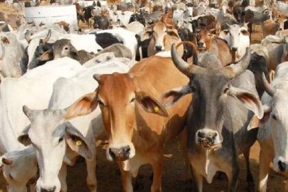 Punjab News: पंजाब में एक साथ 13 गायों की मौत से मचा हड़कंप, मौके पर पहुंची पुलिस