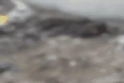 Punjab News: पंजाब के इस जिले में फिर मिले 25 गायों के शव, हिंदू नेताओं में आक्रोश