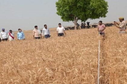 UP News: क्रॉप कटिंग की अवधि में नहीं लगेगी राजस्वकर्मियों की कहीं और ड्यूटी