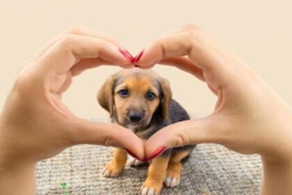 Diwali 2023: आपके पेट्स पटाखों के शोर से घबरा सकते हैं, जानें कैसे रखे उनका ख्याल