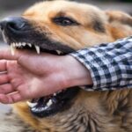 Dog Bite