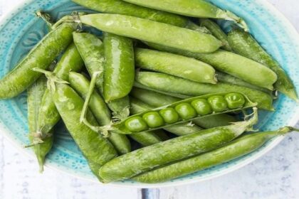 Green Pea Benefits: हरी मटर को अपनी डाइट में शामिल करने के हैं कई फायदे