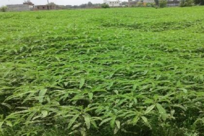 UP News: भूमि के लिए संजीवनी है हरी खाद, प्रयोग से भूमि में बढ़ जाती है कार्बनिक तत्वों की मात्रा