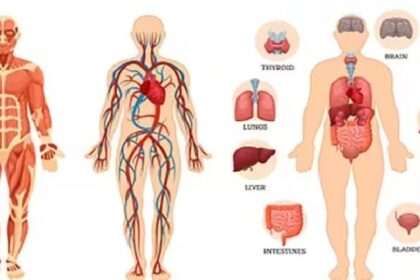 Human Body Facts: शरीर में मौजूद सभी अंग अपने आप में अद्भुत हैं, आइए जानते है ऐसी ही और रोचक बातें