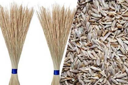 सावधान : कहीं आप भी तो नहीं कर रहे हैं फूल झाड़ू वाले नकली जीरे का सेवन, ऐसे करें पहचान