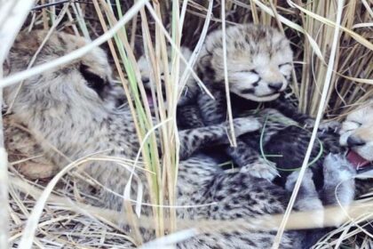 Kuno National Park: कूनो नेशनल पार्क से आई खुशखबरी, नामीबिया से आई मादा चीता ने चार शावकों को दिया जन्म