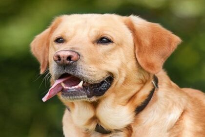 Ajab-Gajab: मालिक के साथ-साथ कुत्ता भी बना गया शराबी, अब चल रहा इलाज