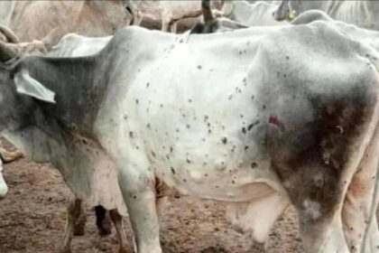 Lumpy Virus: इस राज्य में फिर बढ़ने लगे लंपी वायरस के मामले