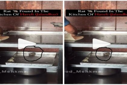 Jalandhar News: जालंधर के हवेली रेस्टोरेंट की रसोई में उछलकूद कर रहा है चूहा, VIDEO वायरल, देखें