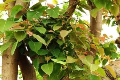 Peepal Puja Rules: पीपल की पूजा से मिलेंगे ढेरों लाभ, जाने विधि और नियम