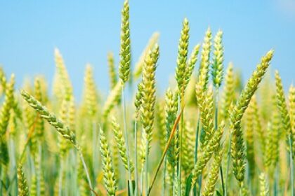 Punjab News: रबी के मौसम के दौरान पंजाब की नहरों में पानी छोडऩे का प्रोग्राम जारी