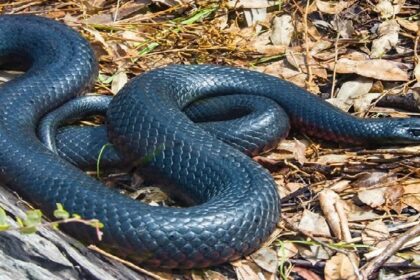 If Snake In Dream: सांप का बार-बार सपने में दिखाई देने का क्या मतलब है, पढ़े